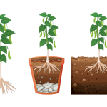 اجزای گیاه با طراحی گرافیکی جذاب
