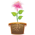 اجزای گیاه با طراحی ساده و کودک‌پسند