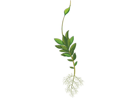 عکس آماده و خام آموزش اجزای گیاهان